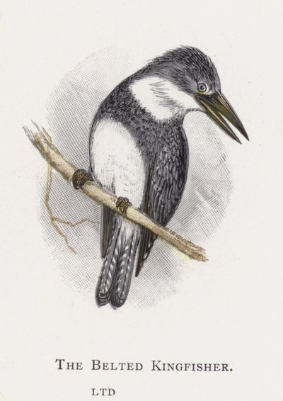 The Belted Kingfisher by Alexander Francis Lydon